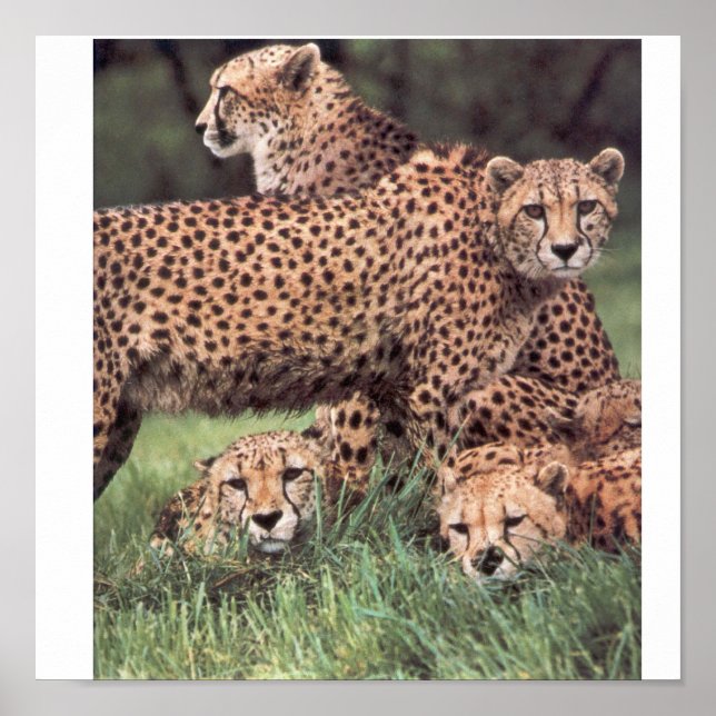 Poster Famille Cheetah (Devant)