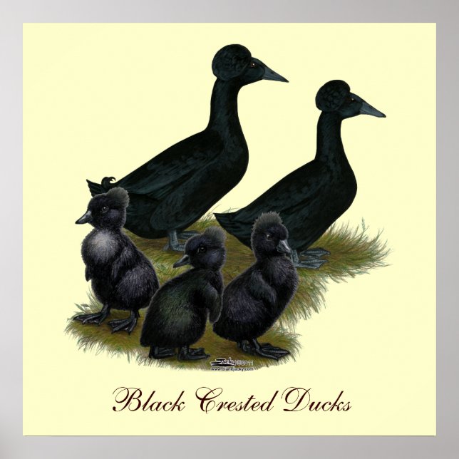 Poster Famille de canards à crête noire (Devant)