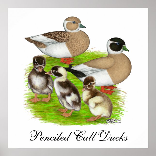 Poster Famille de canards Call à plumage crayonné (Devant)