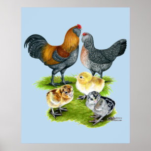 Poster Famille de poulets Ameraucana