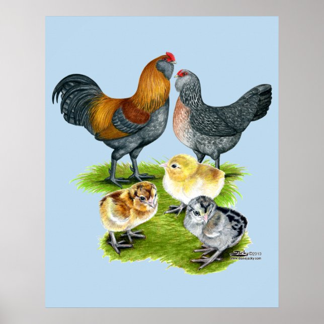 Poster Famille de poulets Ameraucana (Devant)