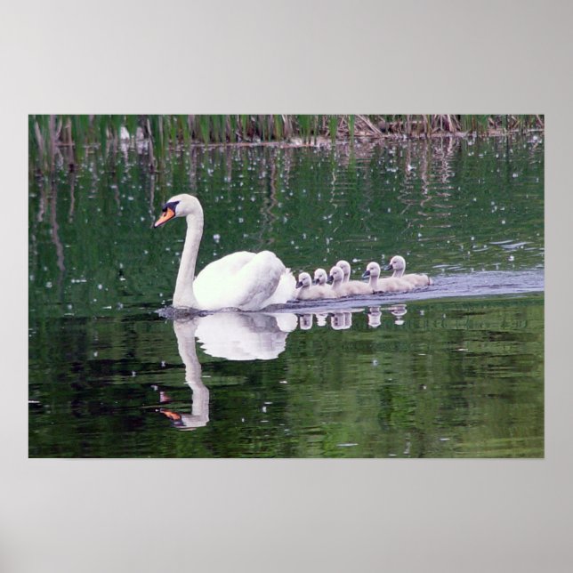 Poster Famille De Swans (Devant)