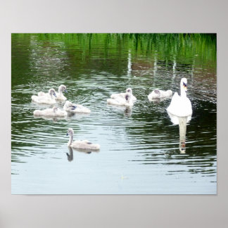 Poster Famille De Swans