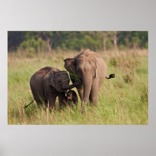 Poster Famille d'éléphants d'Asie indiens dans la savane