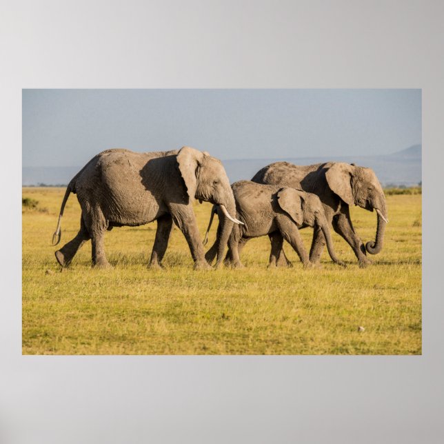 Poster Famille d'éléphants en marche (Devant)