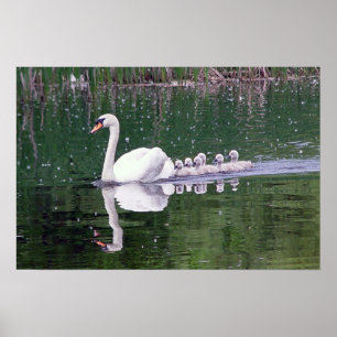 Poster Famille des cygnes