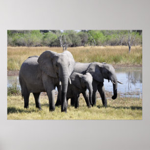 Poster Famille des éléphants