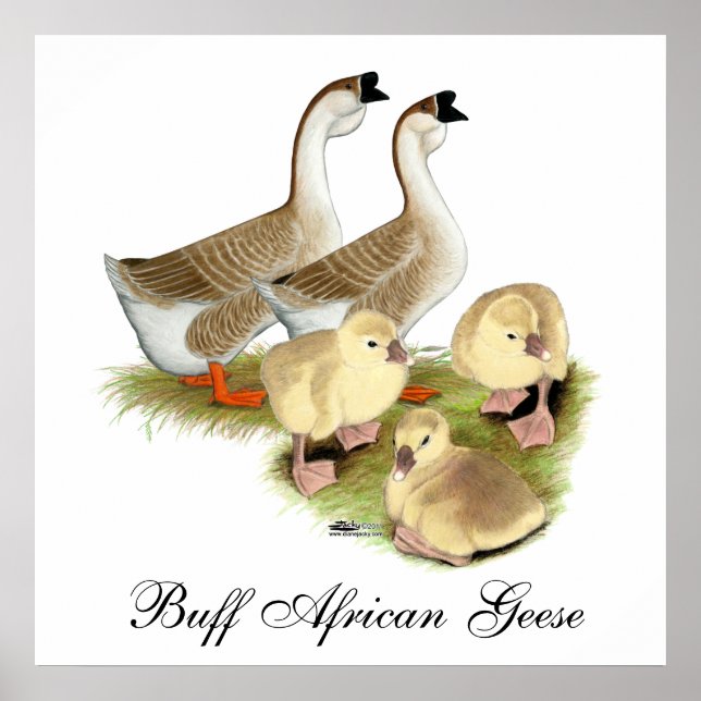 Poster Famille d'oie africaine buff (Devant)