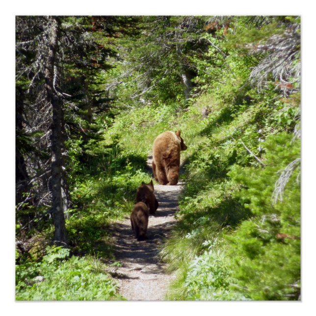 Poster Famille d'ours bruns (Devant)