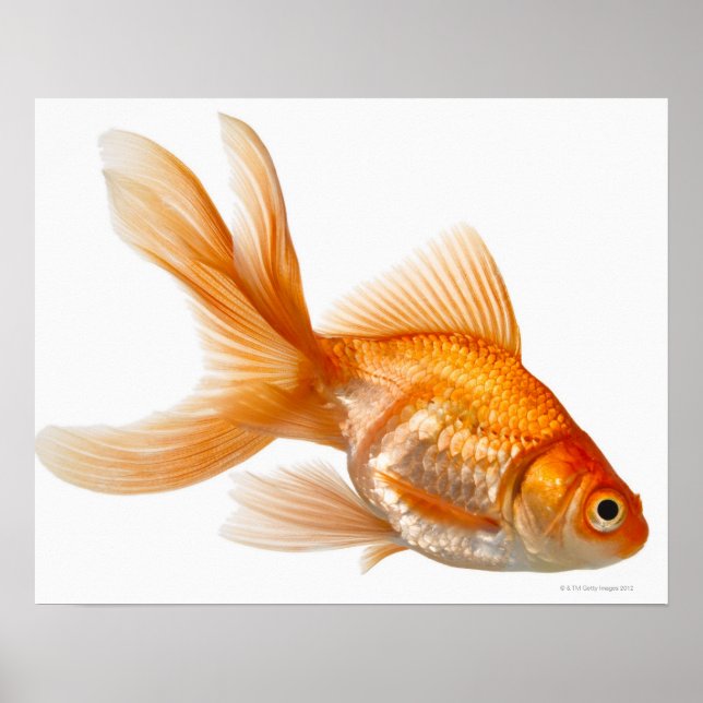 Poster Fancy Goldfish (Devant)