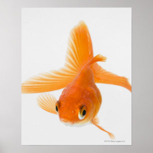 Poster Fantail (Carassius auratus)