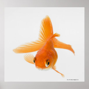 Poster Fantail (Carassius auratus)