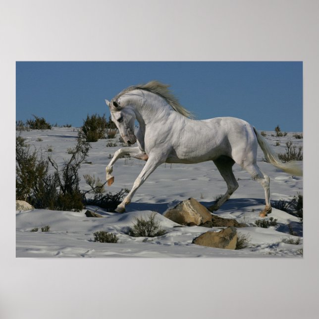 Poster Fantasy Horses: Snow King (Devant)