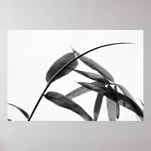 Poster Fargesia sp. Bambou en noir et blanc (Devant)
