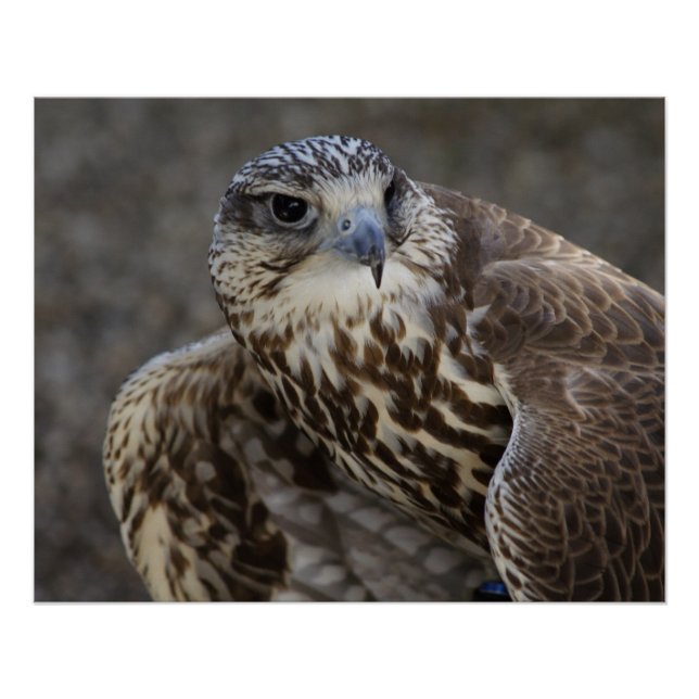 Poster Faucon (Devant)