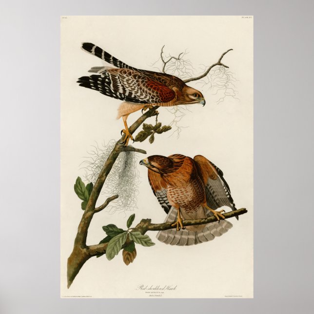 Poster Faucon à épaulettes, plaque 56 - Audubon (Devant)