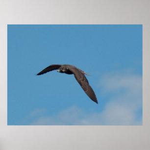 Poster Faucon pérégrin