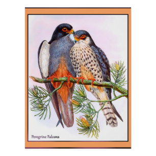 Poster Faucons pèlerins