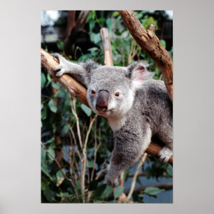Poster Featherdale Wildlife Park, Koalas