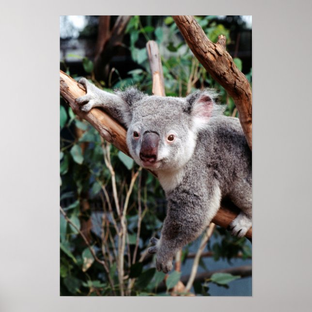 Poster Featherdale Wildlife Park, Koalas (Devant)