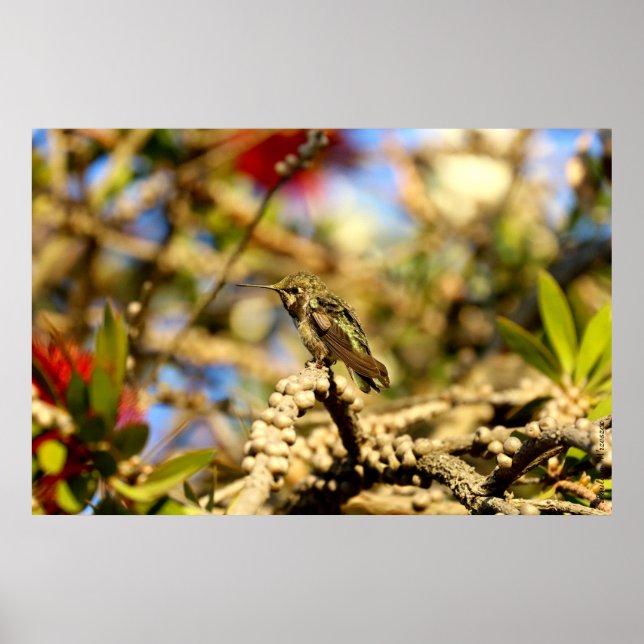 Poster Female Anna's Hummingbird, Californie, 36x24 Photo (Devant)
