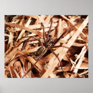 Poster Female hobo spider