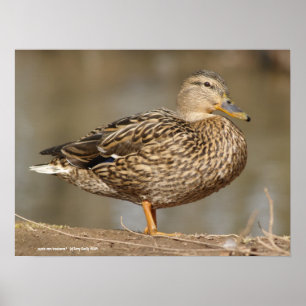 Poster Female Mallard Duck