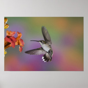 Poster Female Ruby Throated Hummingbird in flight, 2