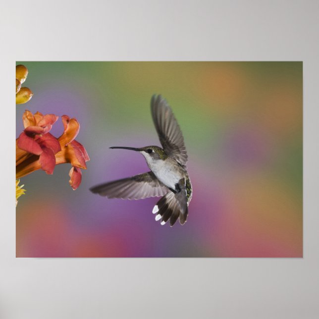 Poster Female Ruby Throated Hummingbird in flight, 2 (Devant)