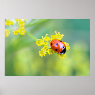 Poster femme au sommet