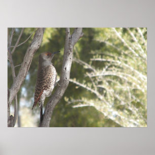 Poster Femme Northern Flicker Pic