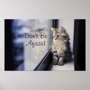 Poster Fenêtre Kitten regardant vers l'extérieur