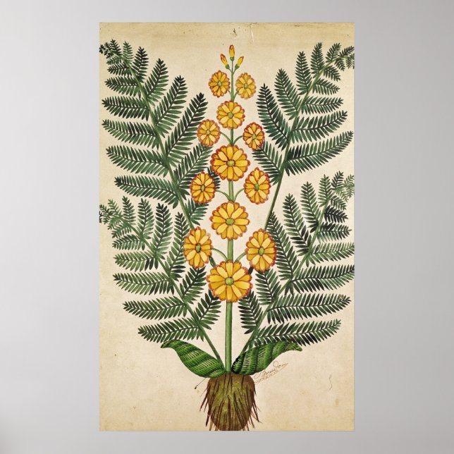 Poster Ferme aux fleurs jaunes (Devant)