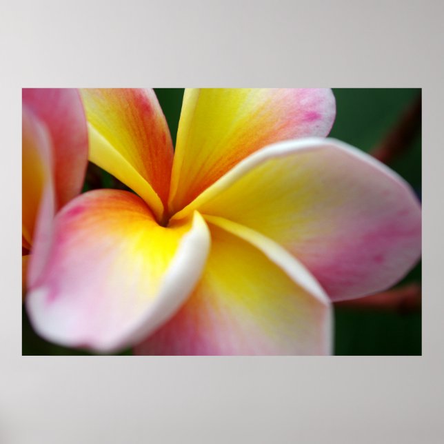 Poster Fermer Frangipani (Devant)