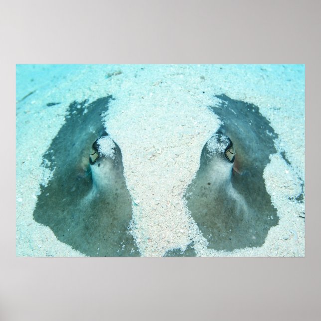 Poster Fermer Stingray Up (Devant)