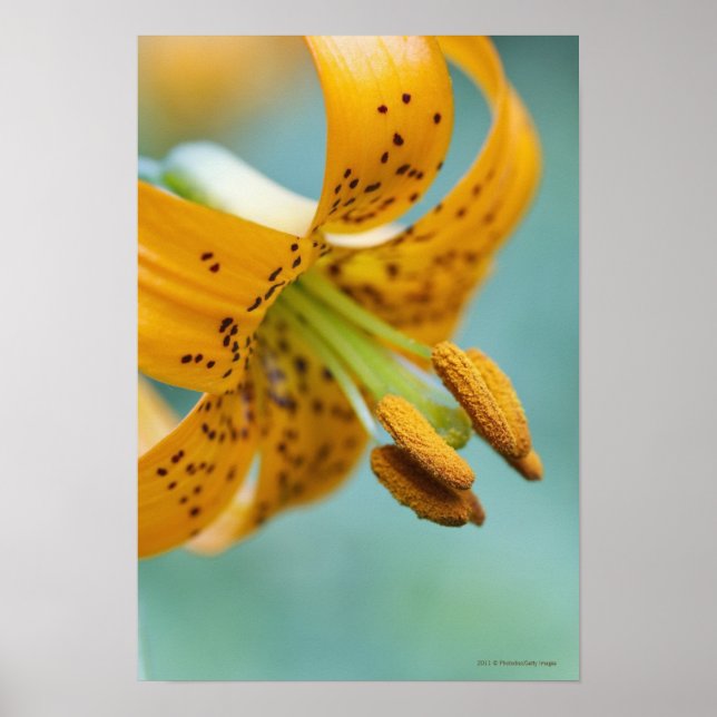 Poster Fermer une Lys jaune (Devant)