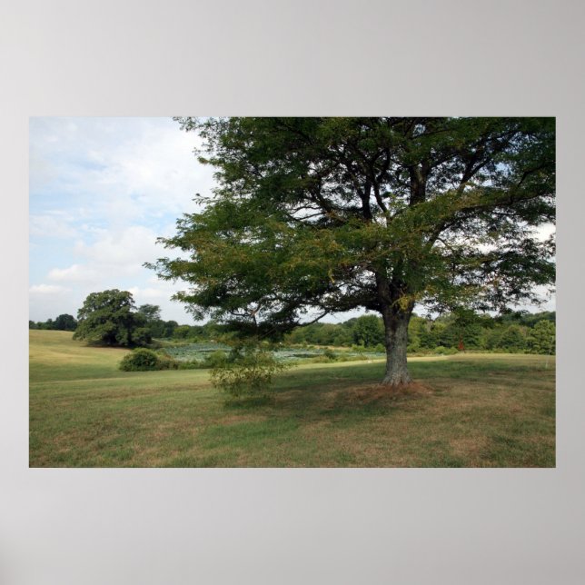 Poster Fermes Shelby (Devant)