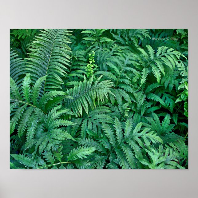 Poster Fermes : Toile—plat (Devant)