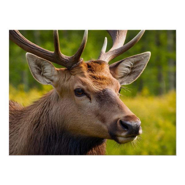 Poster Fermeture D'Un Cerf (Devant)