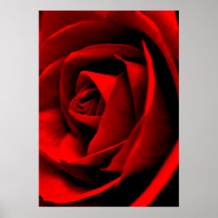 Poster Fermeture rose