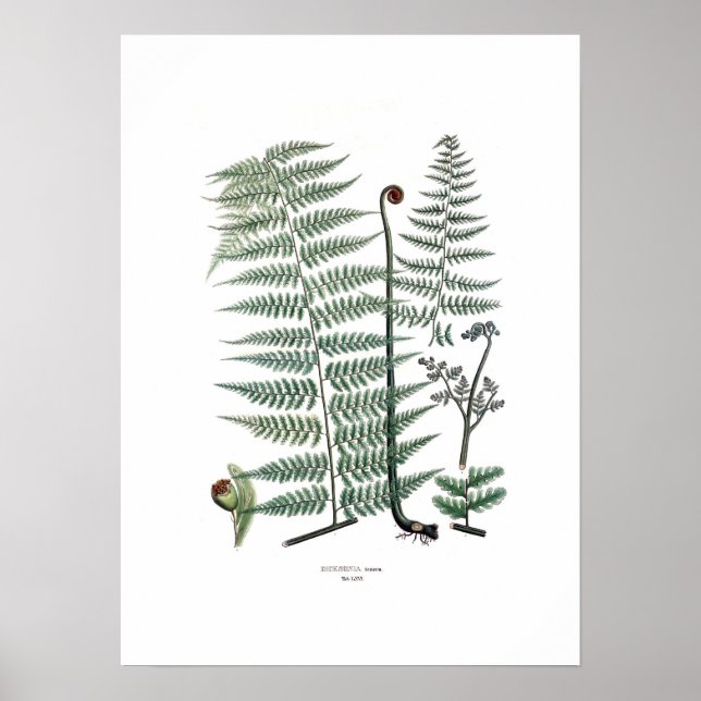 Poster Fern (Devant)