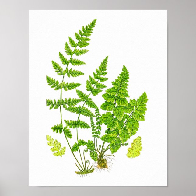 Poster Fern antique Imprimer #11 Green Nature Botanical A (Devant)