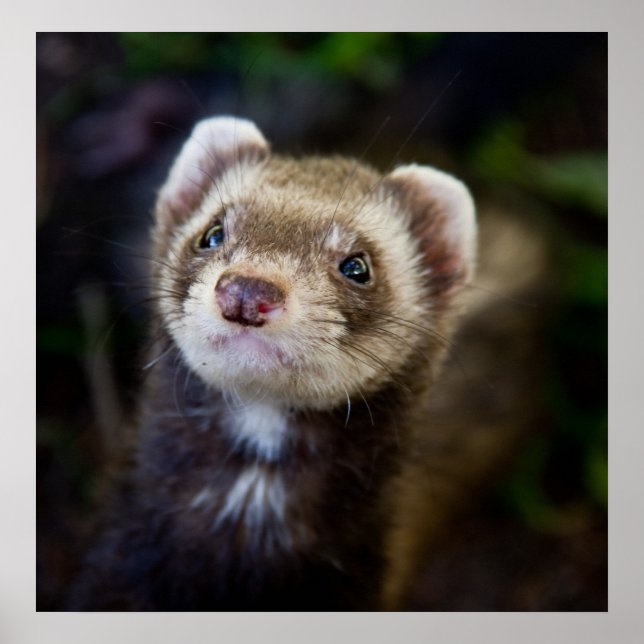Poster Ferret (Devant)