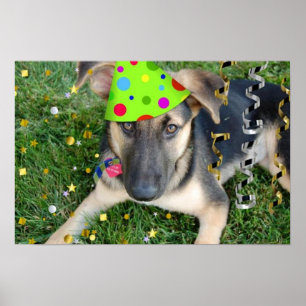 Poster Fête d'anniversaire berger allemand