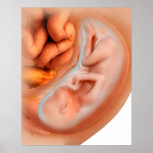 Poster Fetus Development At 36 Weeks