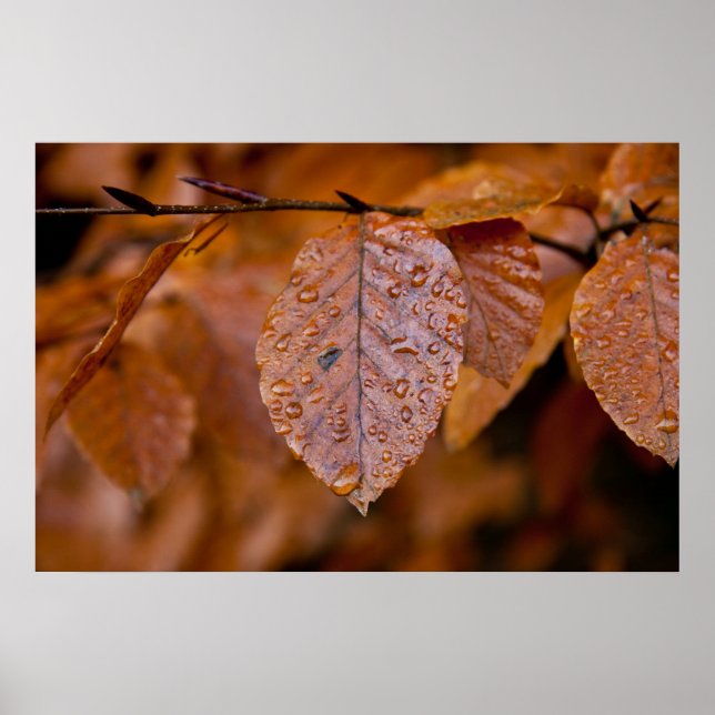 Poster Feuille d'automne humide (Devant)
