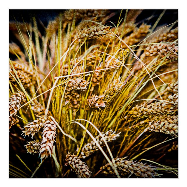 Poster Feuille De Blé - Merci (Devant)