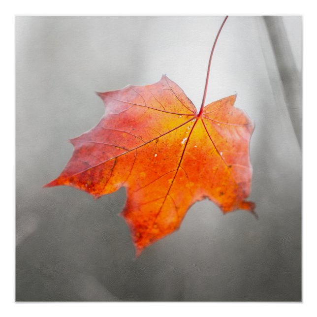 Poster Feuille de Maple Rouge - Automne Velours (Devant)