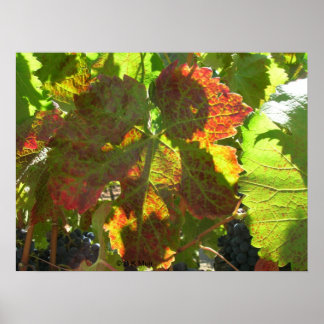 Poster - Feuille de raisin rouge sur la vigne