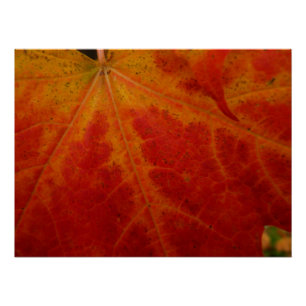 Poster Feuille d'érable rouge Abstraite Automne Photograp